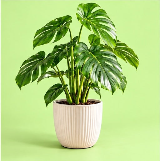 Live Monstera Deliciosa Plant Without Pot | Indoor Tropical Plant | Low Maintenance Houseplant for Home, Office & Balcony
